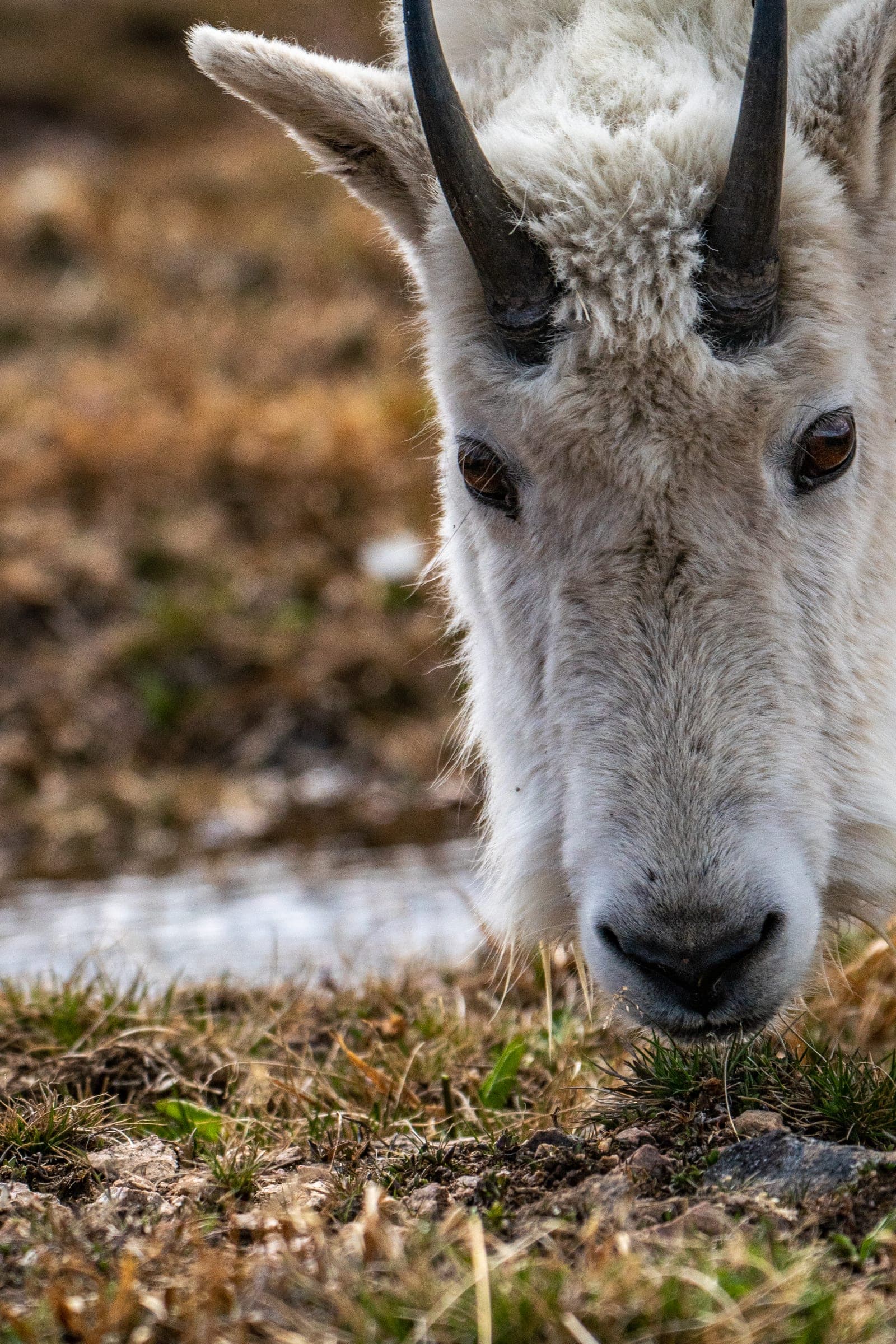 Intimate eye-level goat face grazing