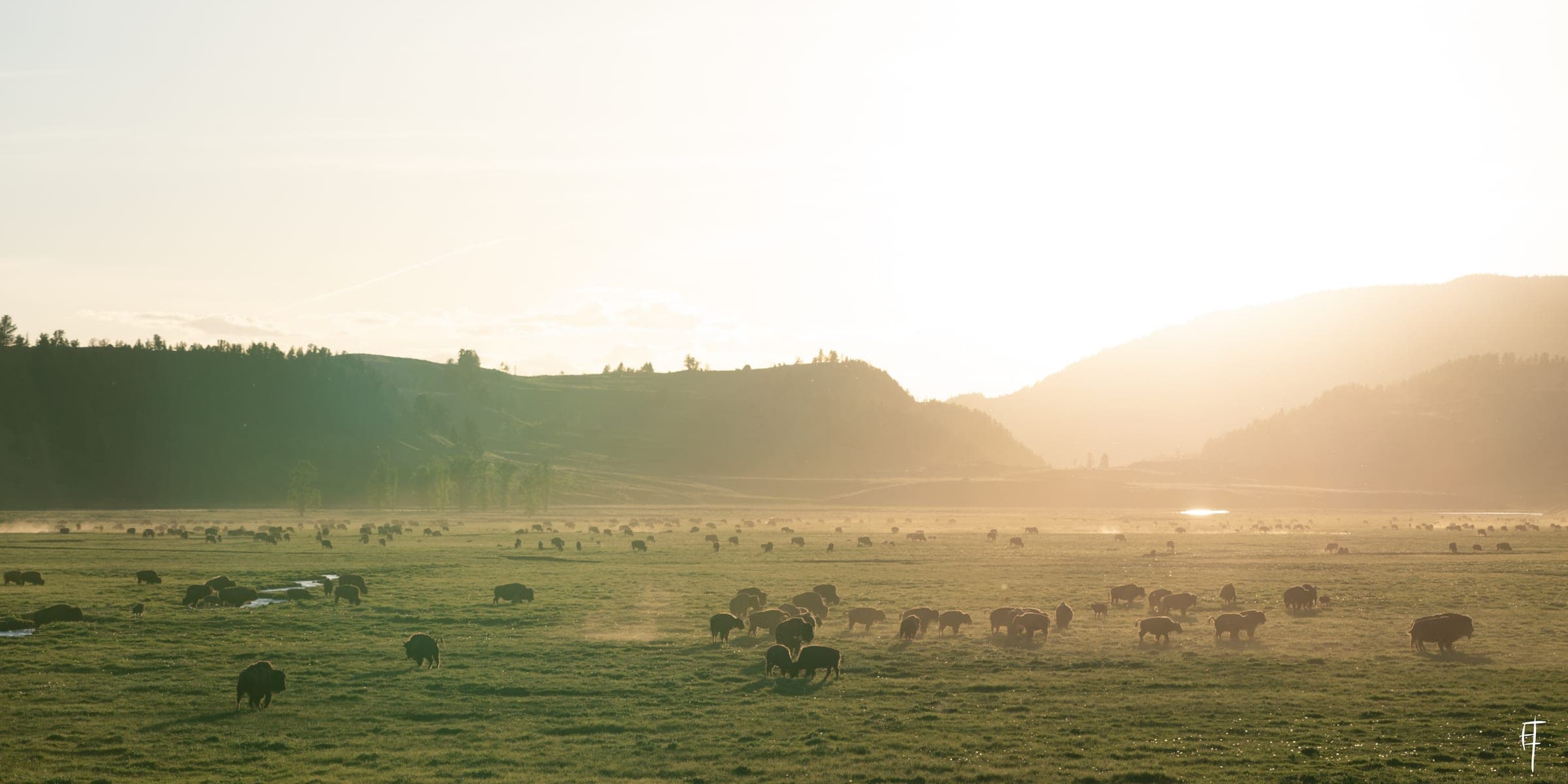 Lamar Valley bison herd grazing in golden backlit haze