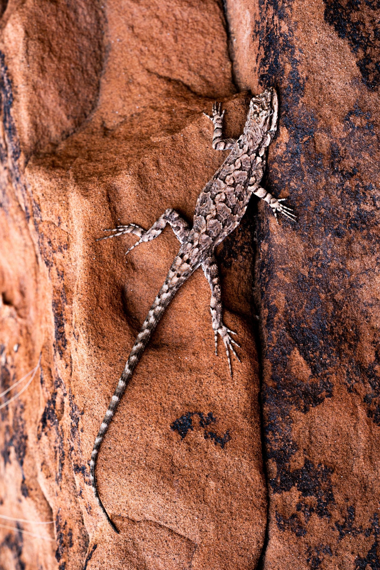 Lizard climbing a red sandstone wall