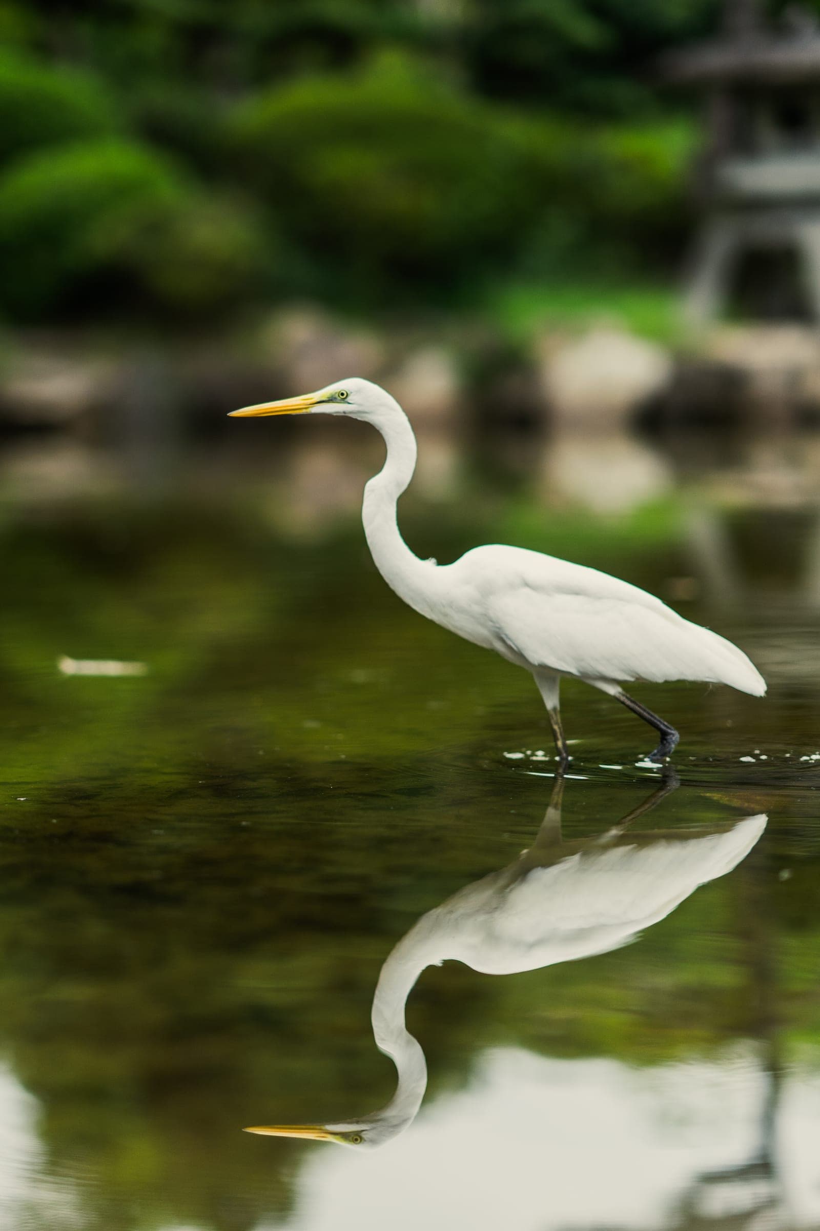 Great egret and its mirror reflection on a green Japanese garden pond