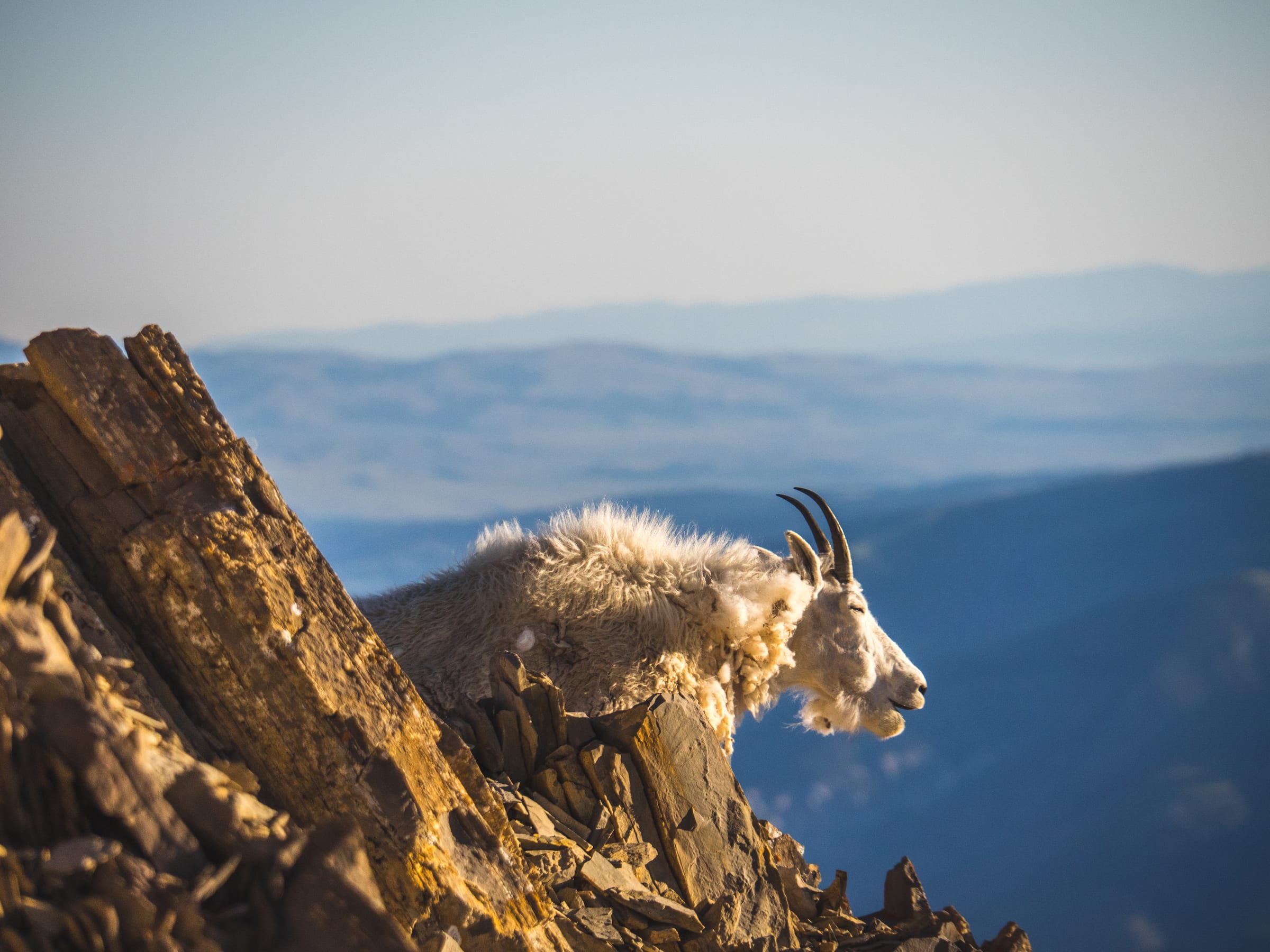 Mountain goat on golden rock above blue ridgelines