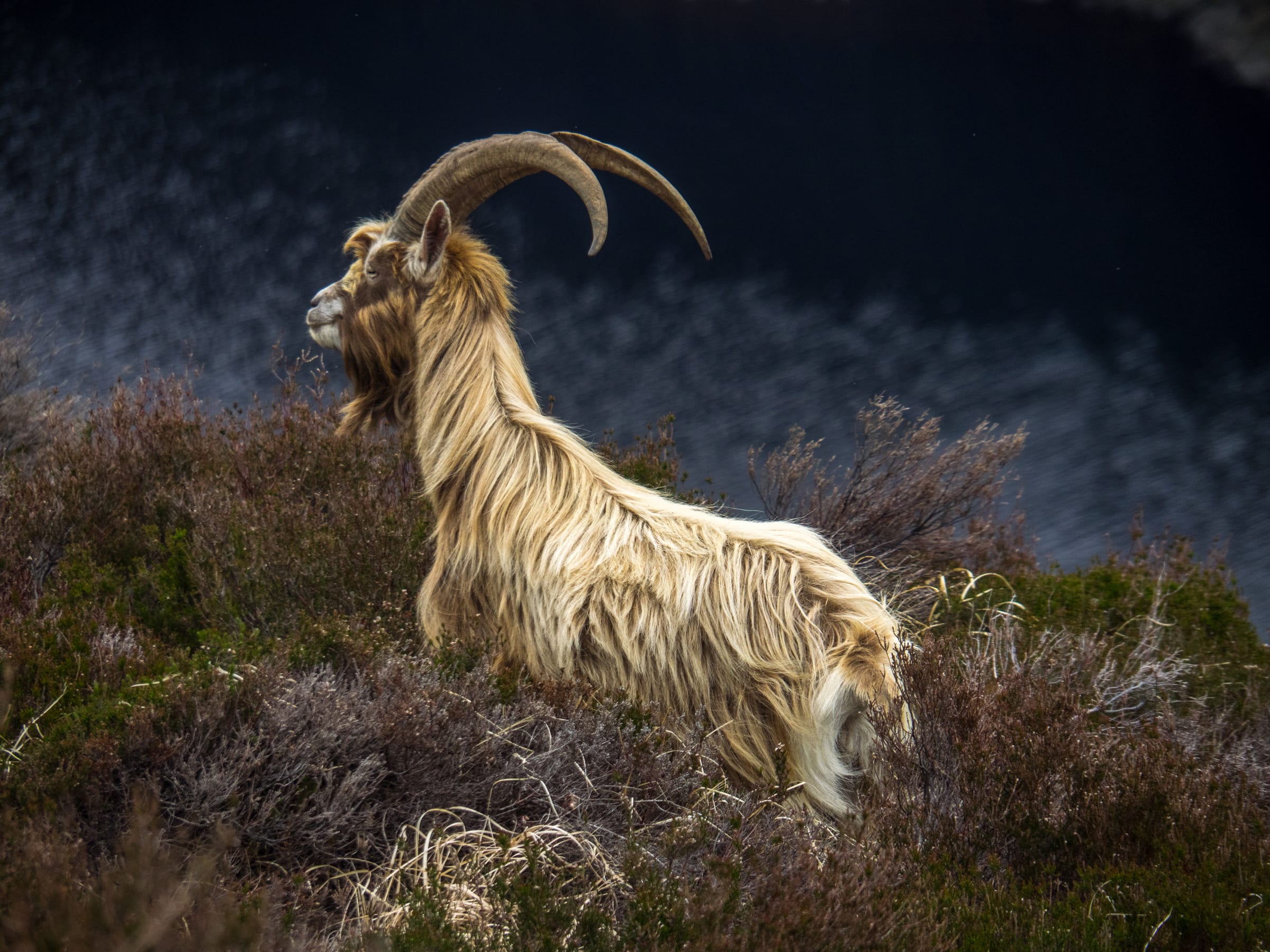 Golden-haired feral goat glowing against dark moody heather