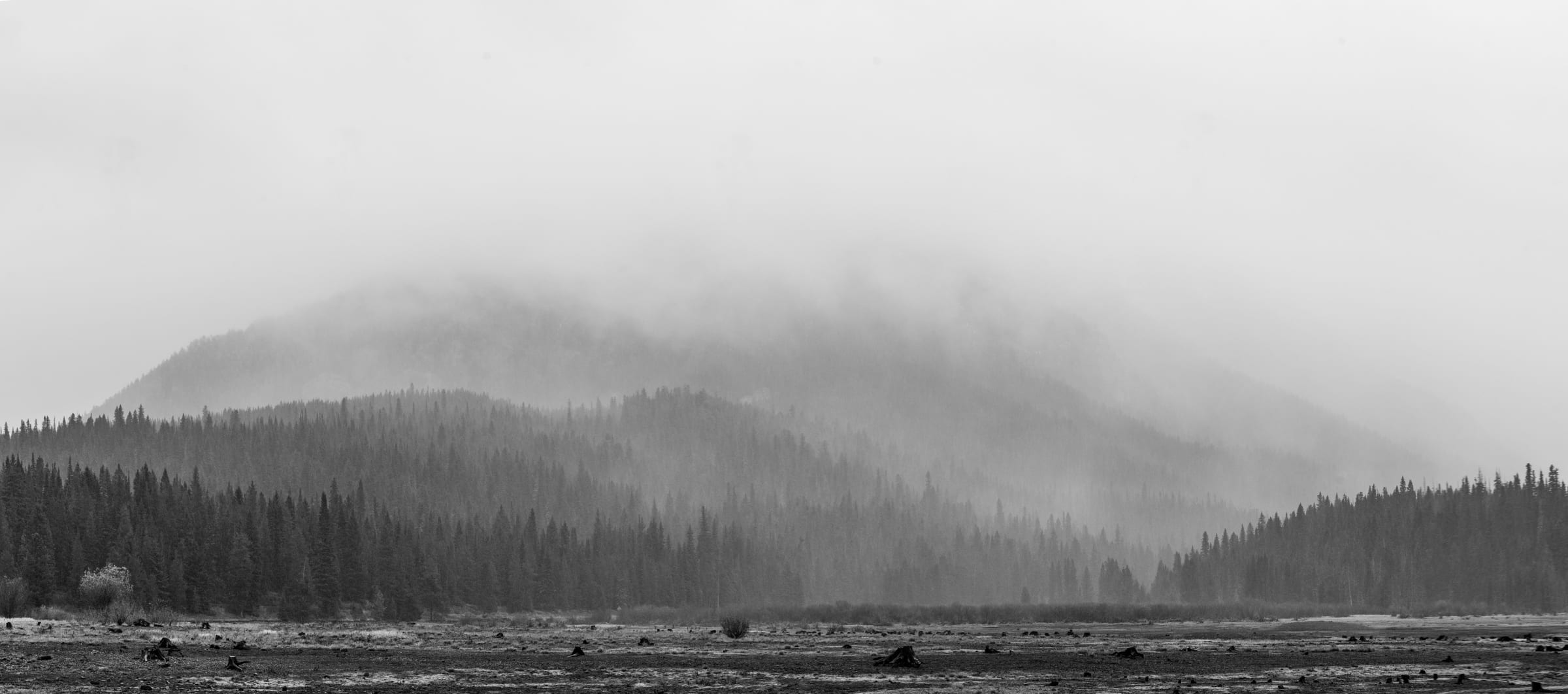 B&W fog drifting through Hyalite forest