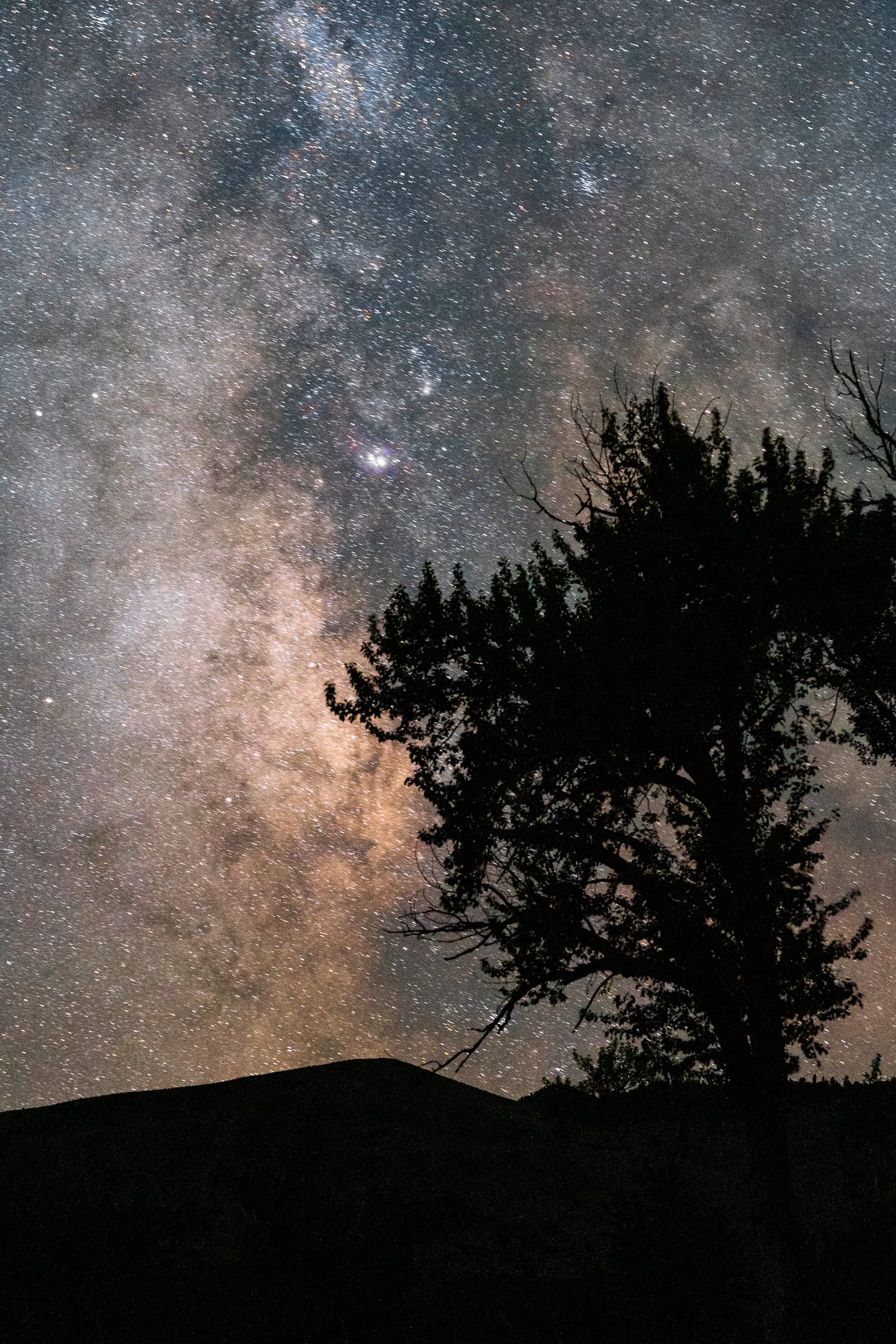 Milky Way core beside a silhouetted pine