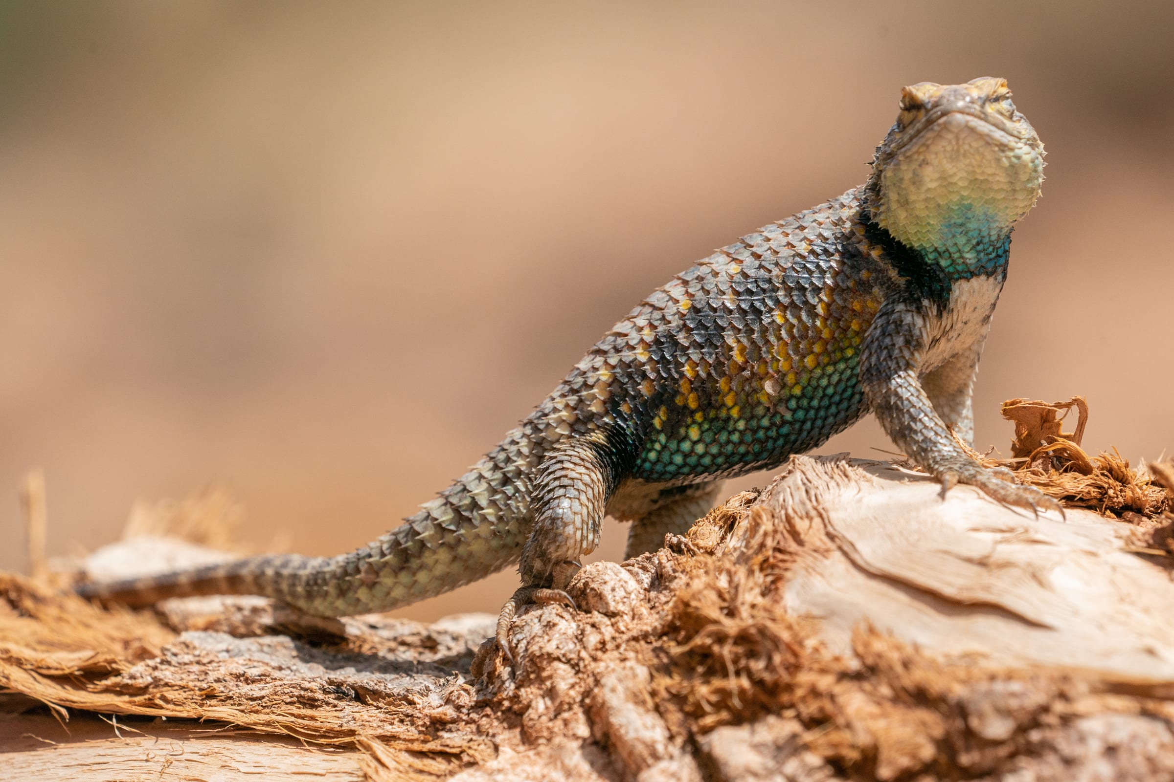 Desert spiny lizard posing on driftwood with creamy background