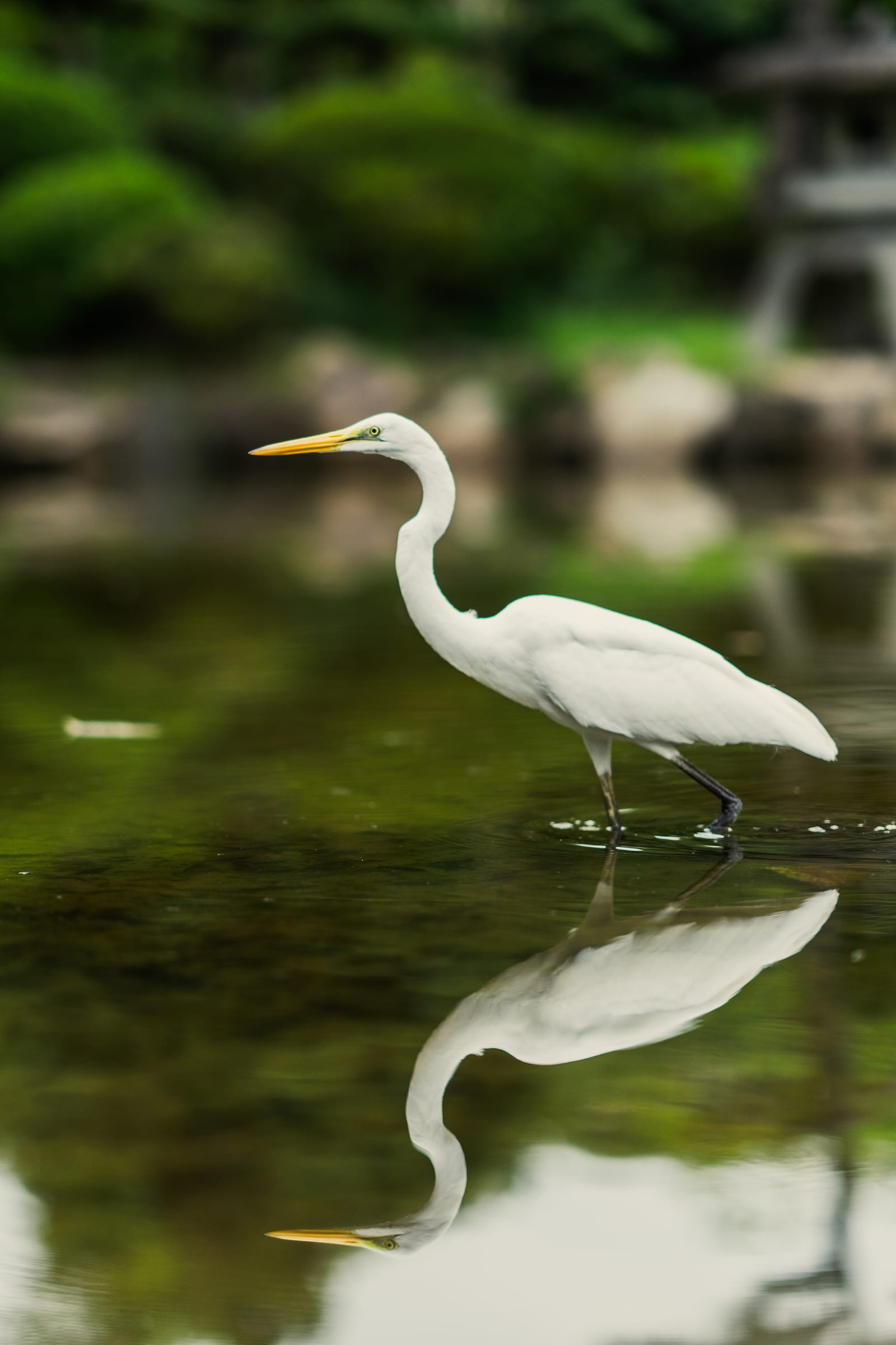 Great egret and its mirror reflection on a green Japanese garden pond